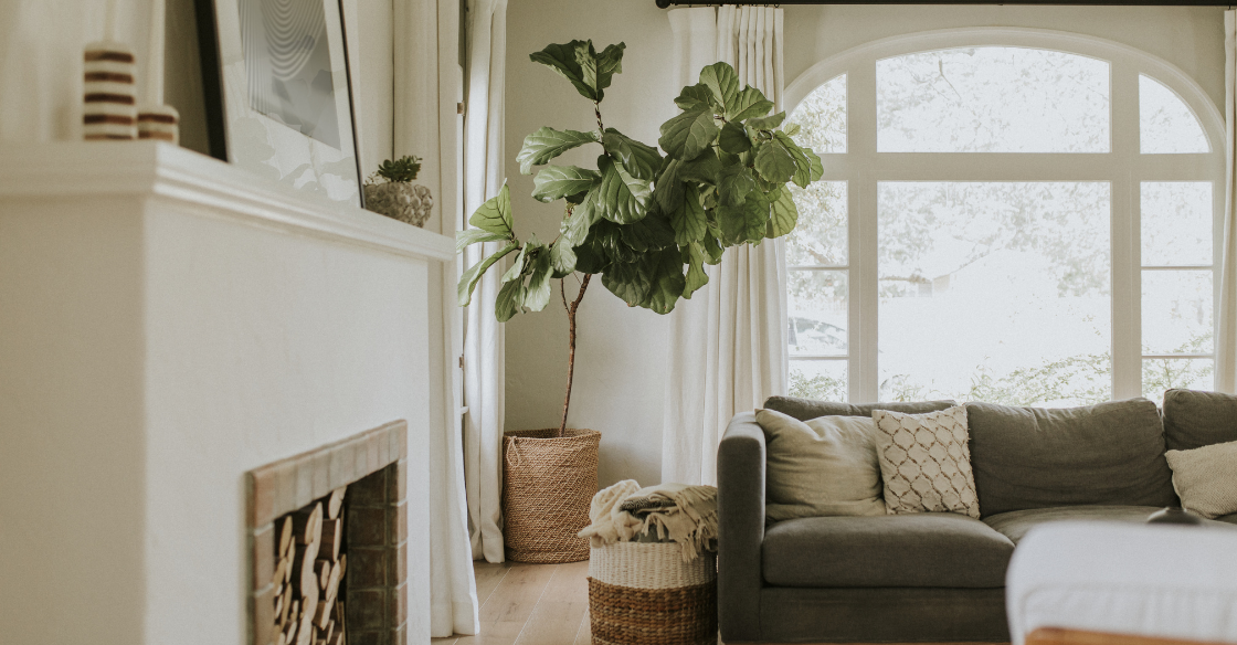 Plant accenting living room 