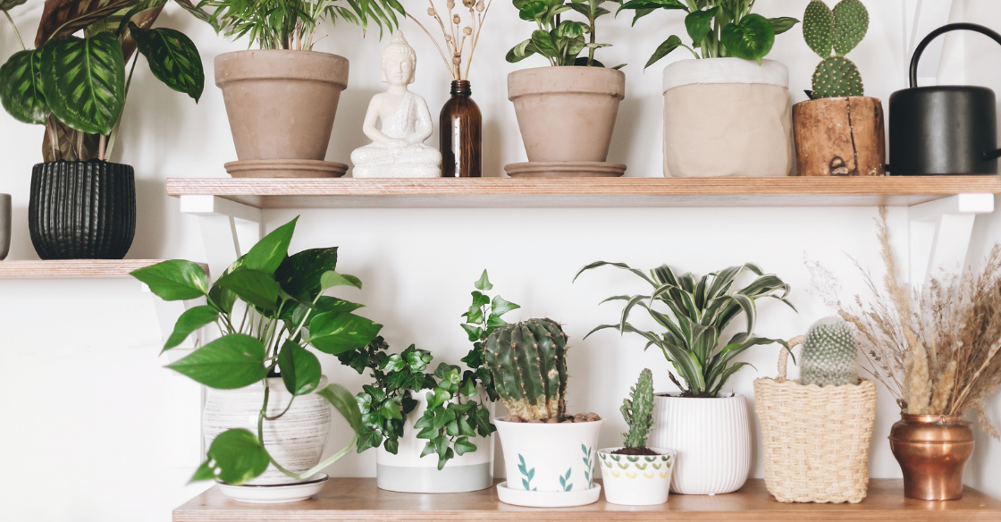 Collection of house plants sitting on shelves